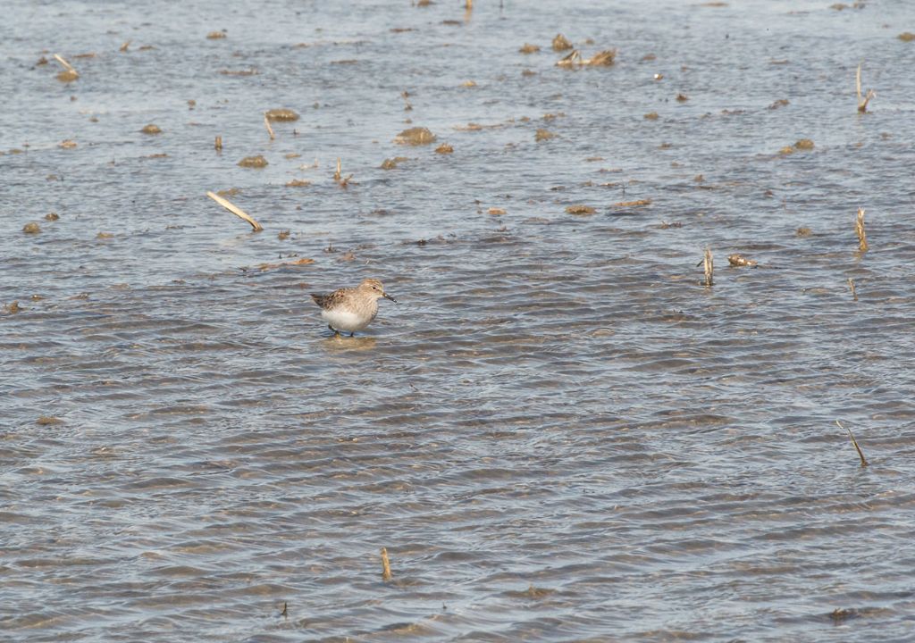ID limicolo: Gsmbecchio nano (Calidris temminckii)
